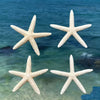 Coastal Reef Realistic Starfish Set – Decorative Resin Starfish (Set of 2)