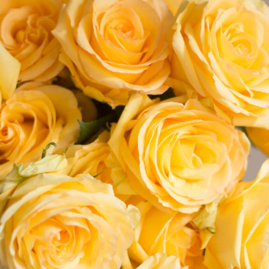 Yellow Roses - 25 stem