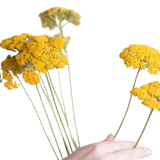 Yellow Yarrow Flower - 10 stems