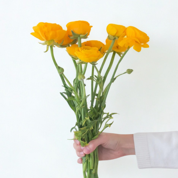 Yellow Ranunculus Flower - 60 stem