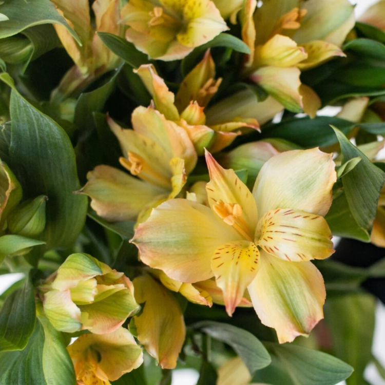 Yellow Alstroemeria - 10 stem