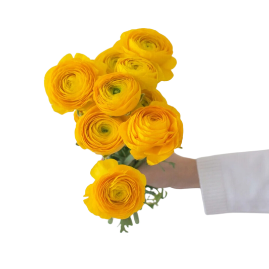 Yellow Ranunculus Flower - 60 stem