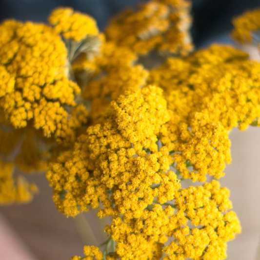 Yellow Yarrow Flower - 10 stems