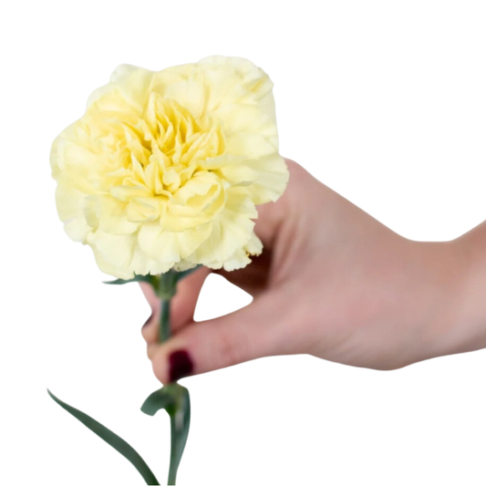Yellow Carnation Flower - 25 stems