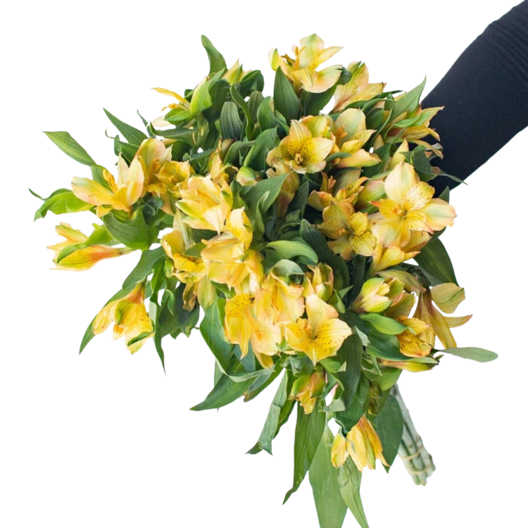 Yellow Alstroemeria - 10 stem