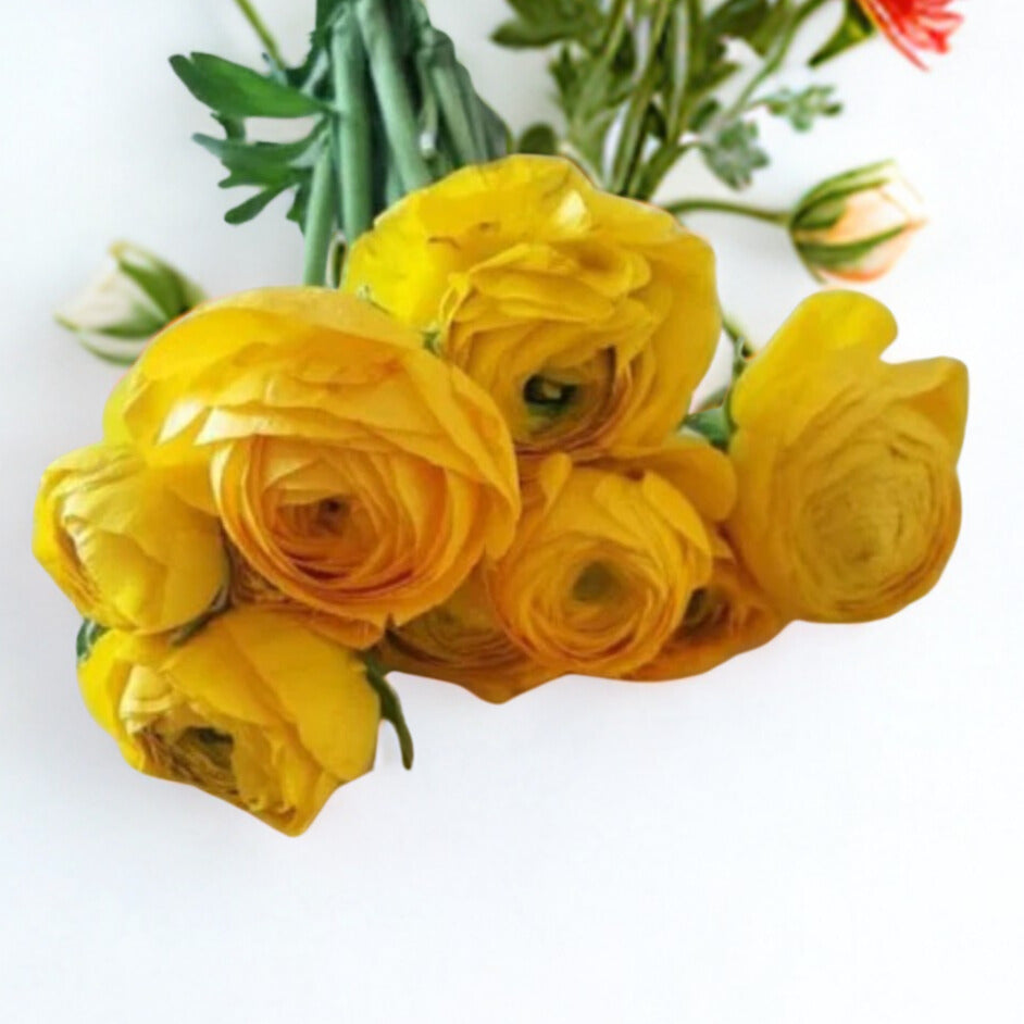 Yellow Ranunculus Flower - 60 stem
