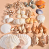 Ocean Treasure Mixed Neutral Seashell & Conch Shell Collection – Natural Coastal Decor (300g)