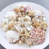 Ocean Treasure Mini Seashell Scatter – Natural Decorative Seashells (100 Pieces)