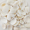 Coastal White Striped Seashells – Natural Decorative Shells (2–3.5cm)