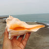 Natural Left-Handed Conch Shell 11cm - 13cm