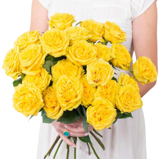 Yellow Garden Rose - 25 stem