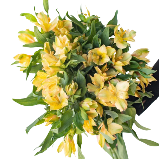 Yellow Alstroemeria - 10 stem