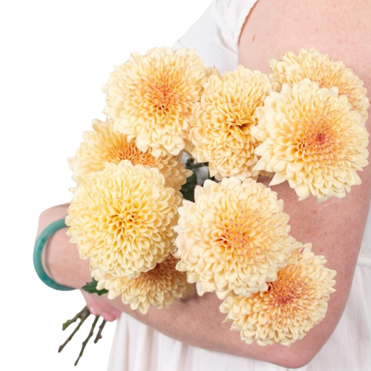 Creme Brûlée Cremone Flower - 30 stem