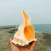 Natural Left-Handed Conch Shell 11cm - 13cm