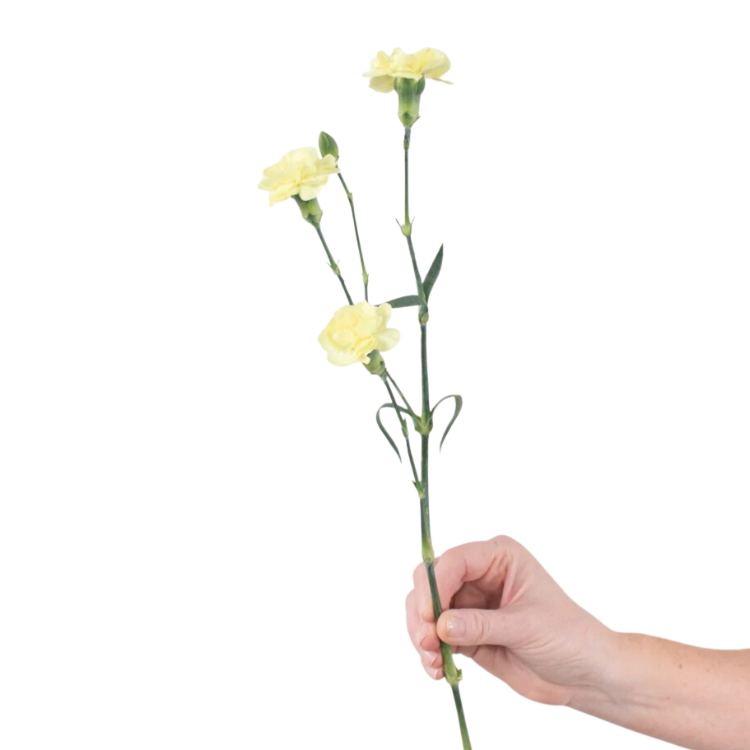 Light Yellow Mini Carnations - 10 stem