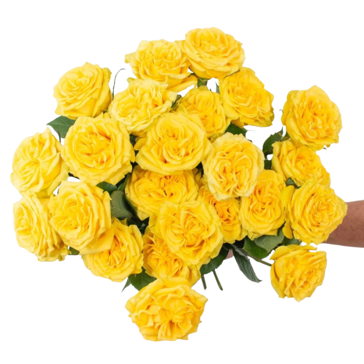 Yellow Garden Rose - 25 stem