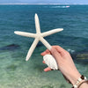 Coastal Reef Realistic Starfish Set – Decorative Resin Starfish (Set of 2)