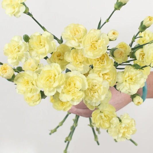 Light Yellow Mini Carnations - 10 stem