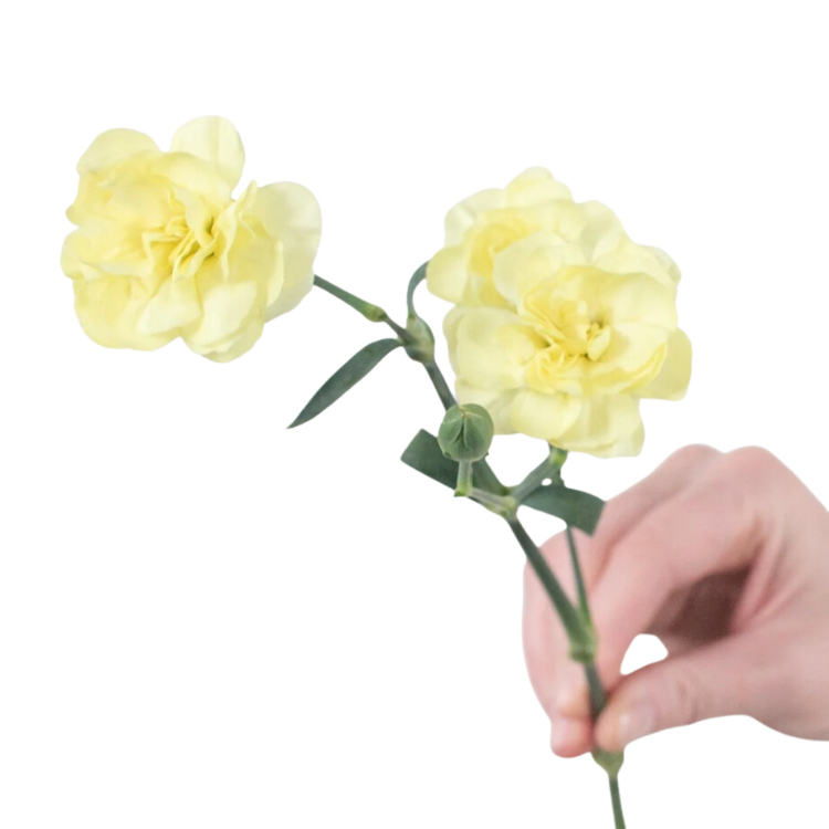 Light Yellow Mini Carnations - 10 stem