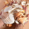 Ocean Treasure Mixed Neutral Seashell & Conch Shell Collection – Natural Coastal Decor (300g)