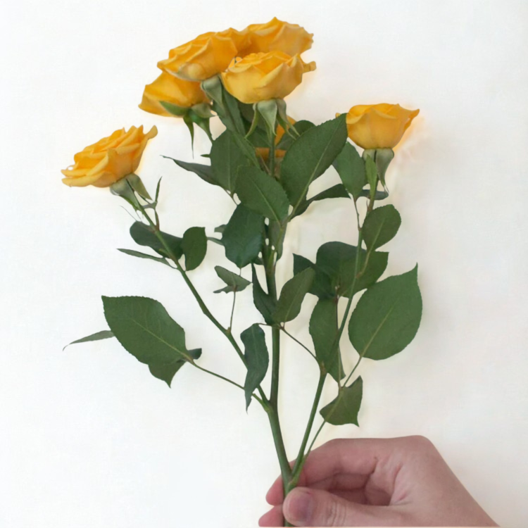Yellow Spray Roses - 10 stems