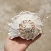 Natural Left-Handed Conch Shell 11cm - 13cm