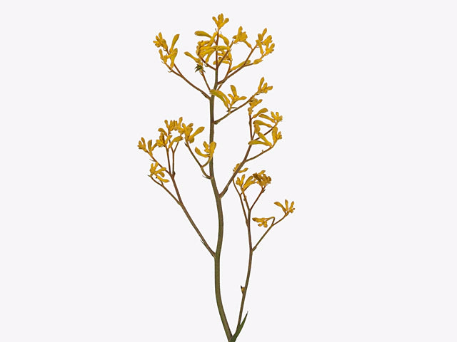 Anigozanthos(Kangaroo Paw) Imani Yellow