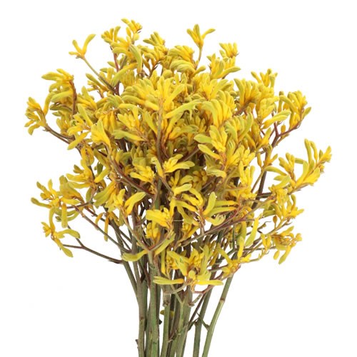 Anigozanthos(Kangaroo Paw) Imani Yellow