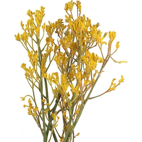 Anigozanthos(Kangaroo Paw) Imani Yellow