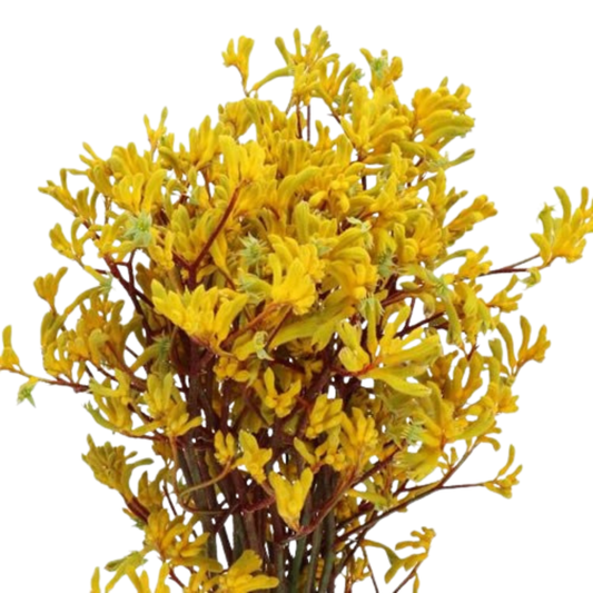 Anigozanthos (Kangaroo Paw) Yellow Gem