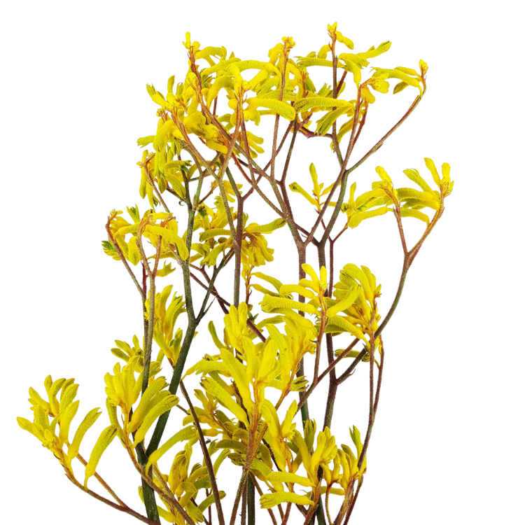 Anigozanthos (Kangaroo Paw) Yellow Gem