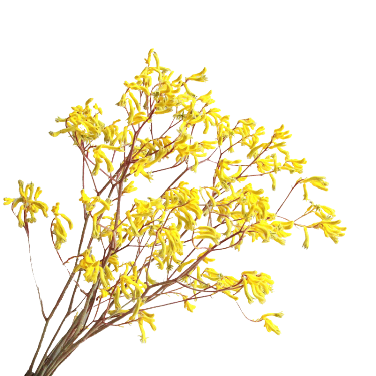 Anigozanthos (Kangaroo Paw) Yellow Gem