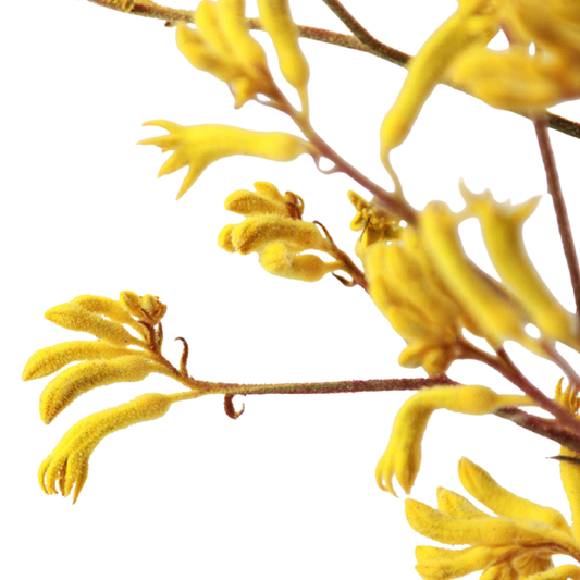 Anigozanthos (Kangaroo Paw) Yellow Gem