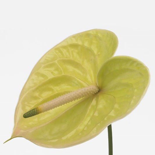 Anthurium Marysia
