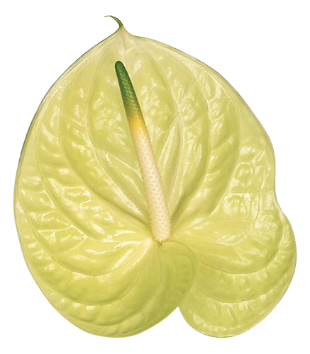 Anthurium Marysia