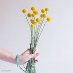 Billy Ball Flower