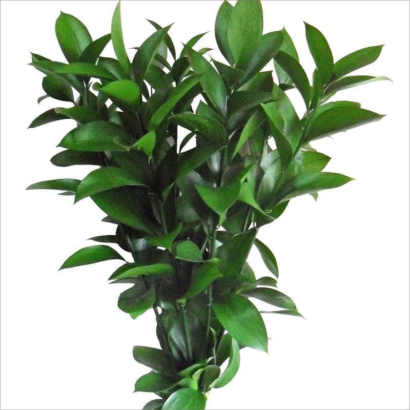 Ruscus