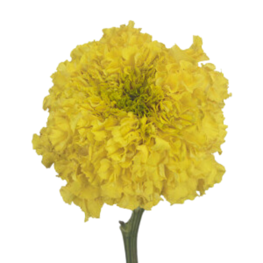 Tagetes Promise Yellow