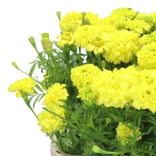 Tagetes Promise Yellow