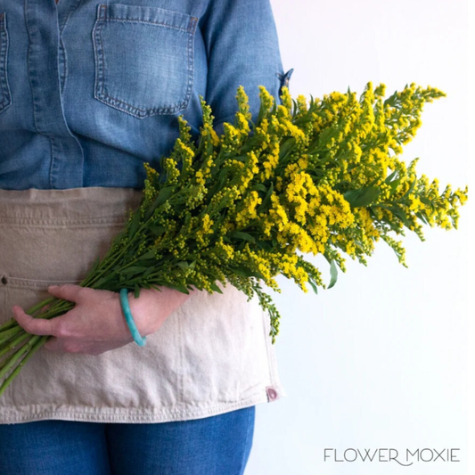 Yellow Solidago Flower