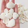 Coastal White Striped Seashells – Natural Decorative Shells (2–3.5cm)