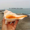 Natural Left-Handed Conch Shell 11cm - 13cm