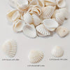 Coastal White Striped Seashells – Natural Decorative Shells (2–3.5cm)