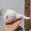 Natural Left-Handed Conch Shell 11cm - 13cm