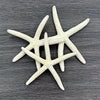 Coastal Reef Realistic Starfish Set – Decorative Resin Starfish (Set of 2)
