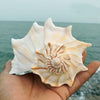 Natural Left-Handed Conch Shell 11cm - 13cm
